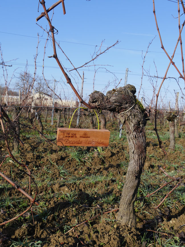 Виноградник на урожай